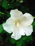 hibiscus blanc  simple.JPG
